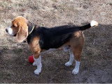 Beagle disponible pour saillie