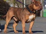 American Bully XL ABKC à vendre