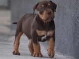 American Bully XL ABKC à vendre