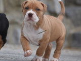 American Bully XL ABKC à vendre
