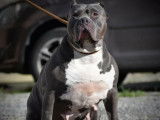 American Bully XL ABKC à vendre