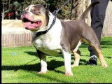American Bully XL ABKC à vendre