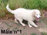Chiots de type Chien de Montagne des Pyrénées à vendre (2 femelles & 3 mâles)