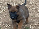 Chiots de race Berger Belge Malinois à vendre (5 femelles & 5 mâles)