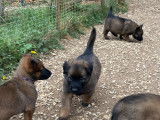 Chiots de race Berger Belge Malinois à vendre (5 femelles & 5 mâles)
