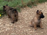 Chiots de race Berger Belge Malinois à vendre (5 femelles & 5 mâles)