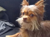 Chihuahua disponible pour saillie