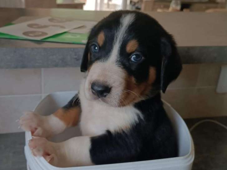 Chiots de type Grand Bouvier Suisse à vendre (6 femelles & 5 mâles)