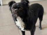 Chihuahua disponible pour saillie