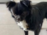 Chihuahua disponible pour saillie