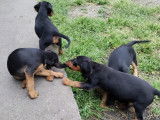 Chiots croisés Jagdterrier à vendre