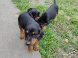 Chiots croisés Jagdterrier à vendre