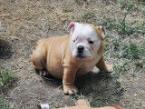 Chiots Bouledogues Anglais à vendre (1 Femelle & 2 Mâles)