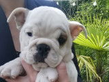 Chiots Bouledogues Anglais à vendre (1 Femelle & 2 Mâles)