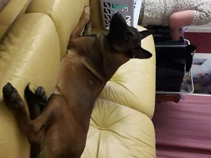 Chien adulte de race Berger Belge Malinois Mâle à vendre