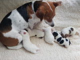 Chiots Jack Russel super mignons à vendre