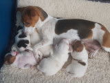 Chiots Jack Russel super mignons à vendre