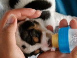 Chiots Jack Russel super mignons à vendre