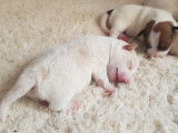 Chiots Jack Russel super mignons à vendre