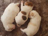 Chiots Jack Russel super mignons à vendre