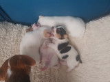 Chiots Jack Russel super mignons à vendre