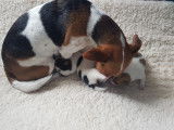 Chiots Jack Russel super mignons à vendre