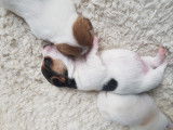 Chiots Jack Russel super mignons à vendre
