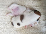 Chiots Jack Russel super mignons à vendre