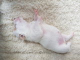 Chiots Jack Russel super mignons à vendre
