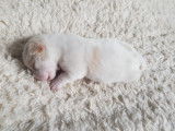 Chiots Jack Russel super mignons à vendre