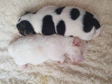 Chiots Jack Russel super mignons à vendre