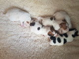 Chiots Jack Russel super mignons à vendre