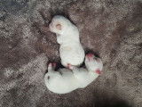 Chiots Jack Russel super mignons à vendre