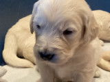 Attendrissants chiots Golden Retrievers non LOSH : deux femelles et six mâles à réserver pour juin 2022