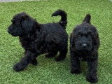 Sympathiques chiots Labradoodle non LOSH (deux femelles et quatre mâles) disponibles