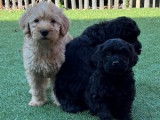 Sympathiques chiots Labradoodle non LOSH (deux femelles et quatre mâles) disponibles