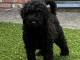 Sympathiques chiots Labradoodle non LOSH (deux femelles et quatre mâles) disponibles