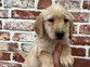 Sympathiques chiots Labradoodle non LOSH (deux femelles et quatre mâles) disponibles
