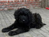 Sympathiques chiots Labradoodle non LOSH (deux femelles et quatre mâles) disponibles