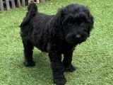 Sympathiques chiots Labradoodle non LOSH (deux femelles et quatre mâles) disponibles
