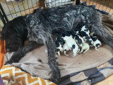 Chiens d’Arrêt Allemand à poil dur pedigree FCI, nés en avril 2022, disponibles en juin 2022 : une femelle et un mâle