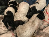 Chiens d’Arrêt Allemand à poil dur pedigree FCI, nés en avril 2022, disponibles en juin 2022 : une femelle et un mâle
