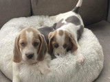 Superbes chiots mâles Beagle non LOSH disponibles immédiatement