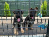 Imposants chiots Bergers Allemands LOSH disponibles début juillet : deux femelles