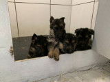Imposants chiots Bergers Allemands LOSH disponibles début juillet : deux femelles