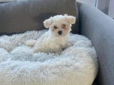 Irrésistibles chiots Bichons Maltais non LOSH : une femelle et un mâle disponibles