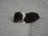 Chiots Berger des Shetland LOF à vendre