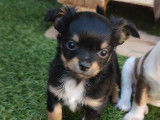 Magnifiques Chihuahuas à vendre