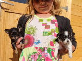 Magnifiques Chihuahuas à vendre