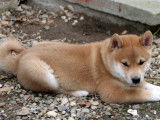 4 chiots Shiba Inu disponibles à la réservation